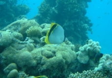 AT THE RED SEA UNDER THE WATER