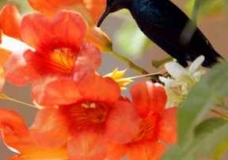 Bird of Paradise, Little Bird, Little Bird