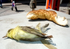 Bird Dead of Bread
