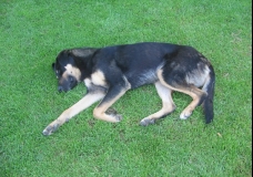 Sleeping Dog ...