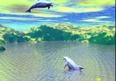 Dolphin Games