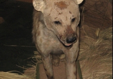 Hyena