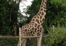 Girafe