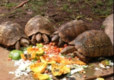 Tortoises