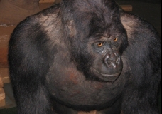 Baboon