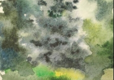 The Kyyiv's Fir Trees