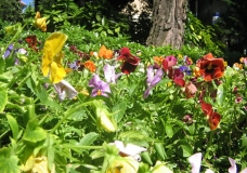 Same Soil, Various Flowers