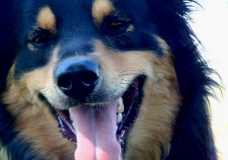 Running Fur