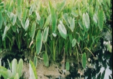 Environment Degradation