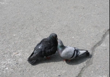 The Kiss
