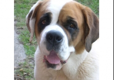 My dog - MIA