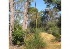 Xanthorrhoea