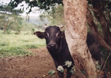 A New Born Nature