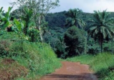 Forêt de Bafang