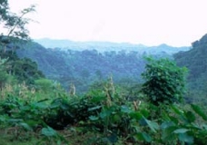 The Jungle of Tarzan in Cameroun