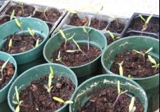 Watch Me Grow