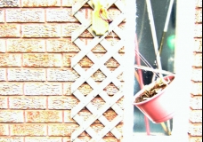 Flying Plant