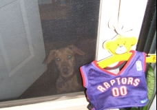 B-Ball Dreaming