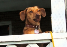 Dog Gone
