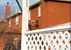 Doggie Dreams