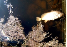 Freddy the Deceased Fish