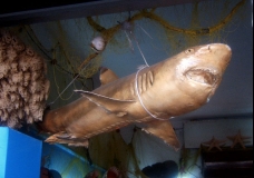 Wannabe Jaws