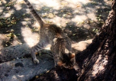 Cat Findings