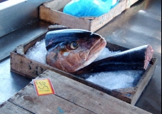 Something Smells Fishy
