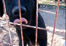 Imprisoned Dog