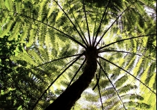 Tree Top