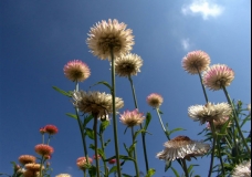 Flower Power