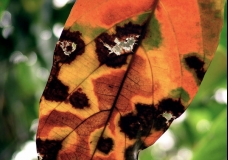 Dismantled Leaf