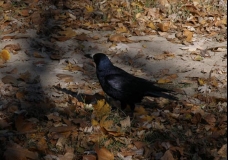 The Raven