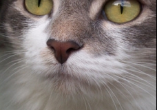 Eyes Eyes Eyes