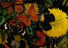 Color Harmony