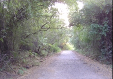 The Forest Path