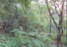 Thick Forest