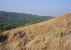 Dry Grass