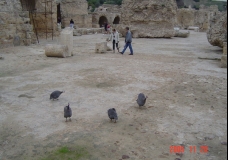 Wild Birds in Roman Carthage