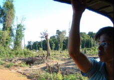 Deforestation