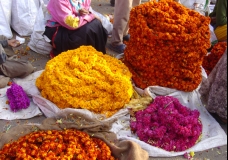 Coloured Marigolds