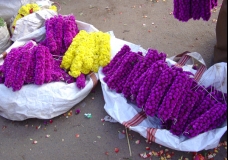 Chrysanthemum Among Velvets