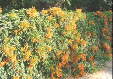 Spring Flowers