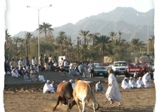 Bull Fighting - Fujairah's National Sport