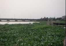 Environnement à la lagune de Porto-Novo