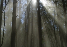 A misty eden?