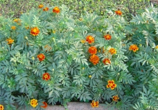 Marigolds in Bloom