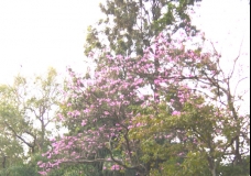 Cherry Blossoms