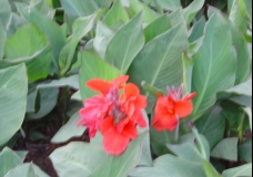 Red Beauty