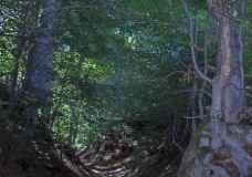 In the Woods